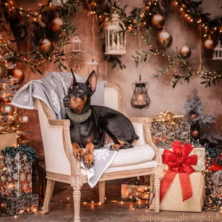 Christmas Doberman puppy wallpaper