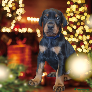 Christmas Doberman puppy wallpaper