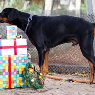 Christmas Doberman puppy wallpaper