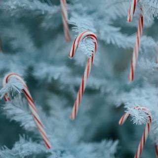 Candy cane wallpaper