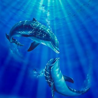 Blue dolphin wallpaper