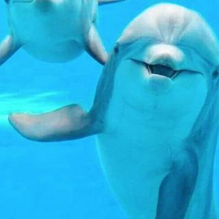 Blue dolphin wallpaper