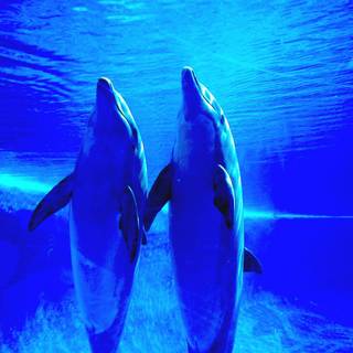 Blue dolphin wallpaper