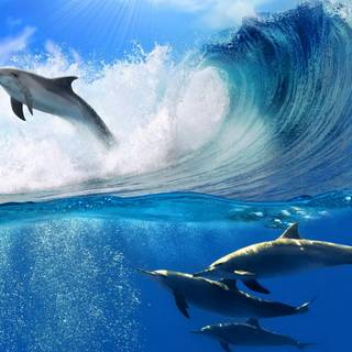 Blue dolphin wallpaper
