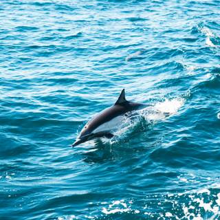 Blue dolphin wallpaper