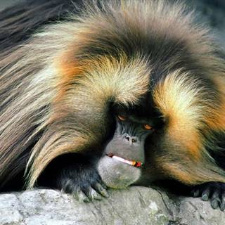 Scary monkey wallpaper