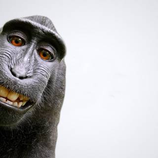 Scary monkey wallpaper