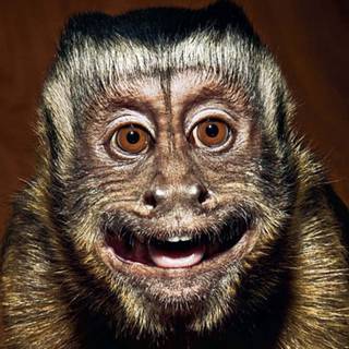 Scary monkey wallpaper