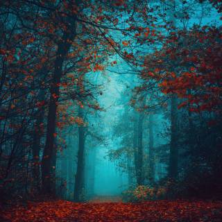 Autumn fog forest wallpaper