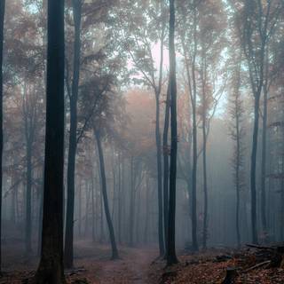 Autumn fog forest wallpaper