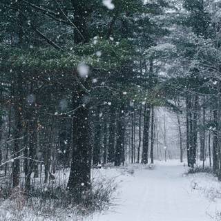 8k dark winter wallpaper