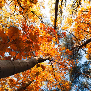 Aesthetic Macbook autumn wallpaper