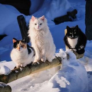 Nature cat winter wallpaper