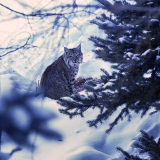 Nature cat winter wallpaper