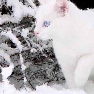 Nature cat winter wallpaper