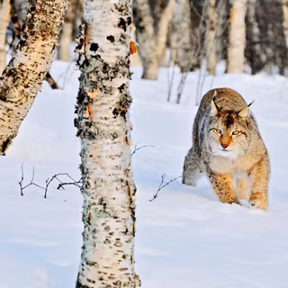 Nature cat winter wallpaper