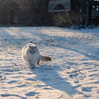 Nature cat winter wallpaper