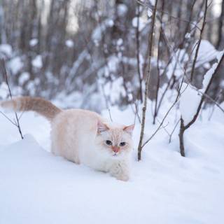 Nature cat winter wallpaper