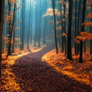 Autumn fog forest wallpaper