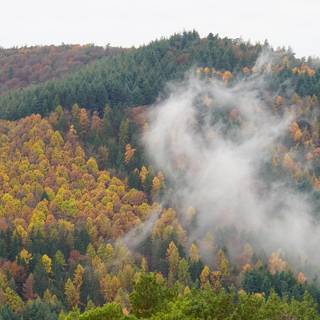 Autumn fog forest wallpaper