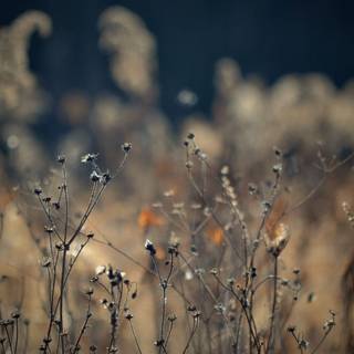Aesthetic Macbook autumn wallpaper