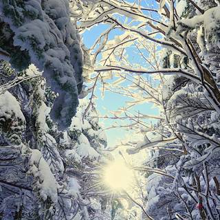 Android winter view wallpaper