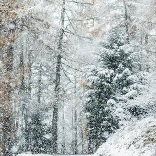 Android winter view wallpaper