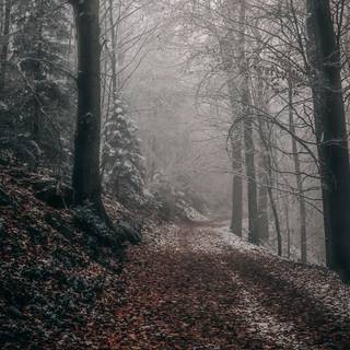 Autumn fog forest wallpaper