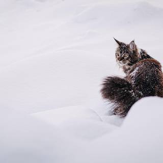 Nature cat winter wallpaper