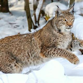 Nature cat winter wallpaper