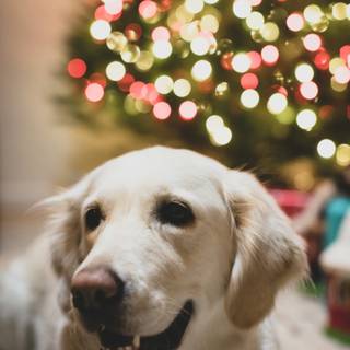 Christmas white dogs wallpaper