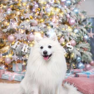 Christmas white dogs wallpaper