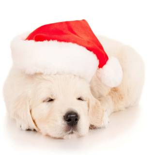 Christmas white dogs wallpaper