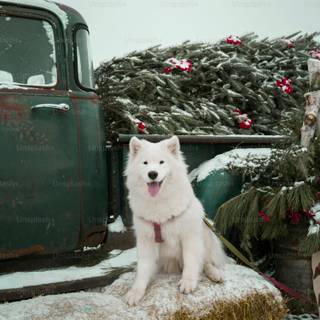 Christmas white dogs wallpaper