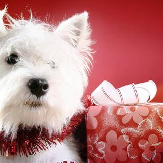 Christmas white dogs wallpaper