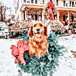 Preppy Christmas dogs wallpaper