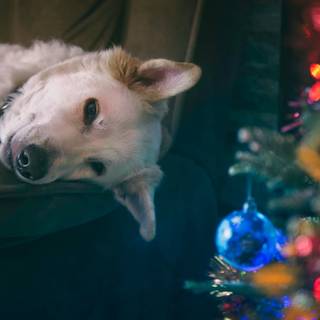 Christmas white dogs wallpaper