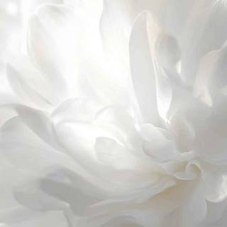 Pantone 2026 wallpaper