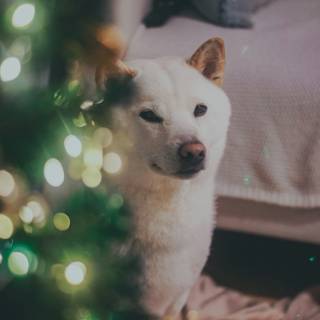 Christmas white dogs wallpaper