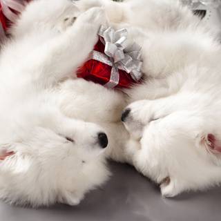Christmas white dogs wallpaper