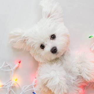 Christmas white dogs wallpaper