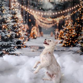 Christmas white dogs wallpaper