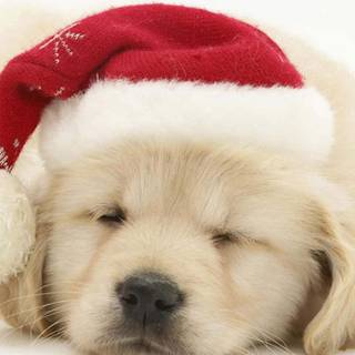 Christmas white dogs wallpaper