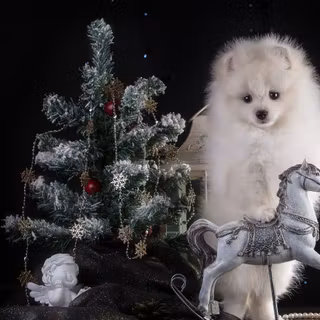 Christmas white dogs wallpaper