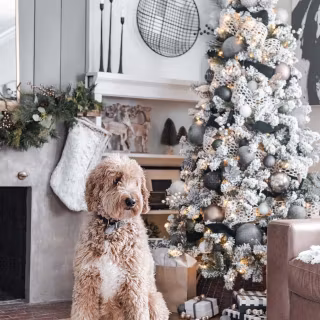 Christmas white dogs wallpaper