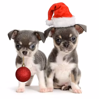 Christmas white dogs wallpaper