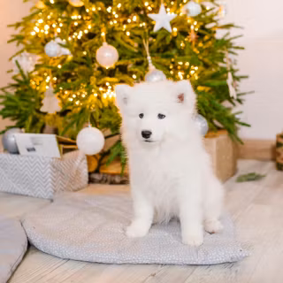 Christmas white dogs wallpaper
