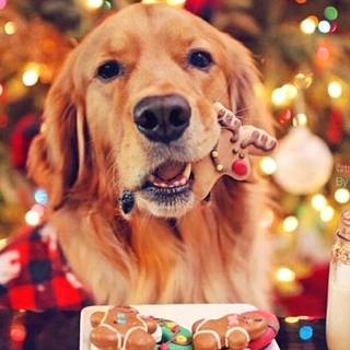 Chrismas puppy 2025 wallpaper