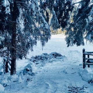 Winter gate forest wallpaper