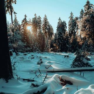 Winter woodland scenes wallpaper
